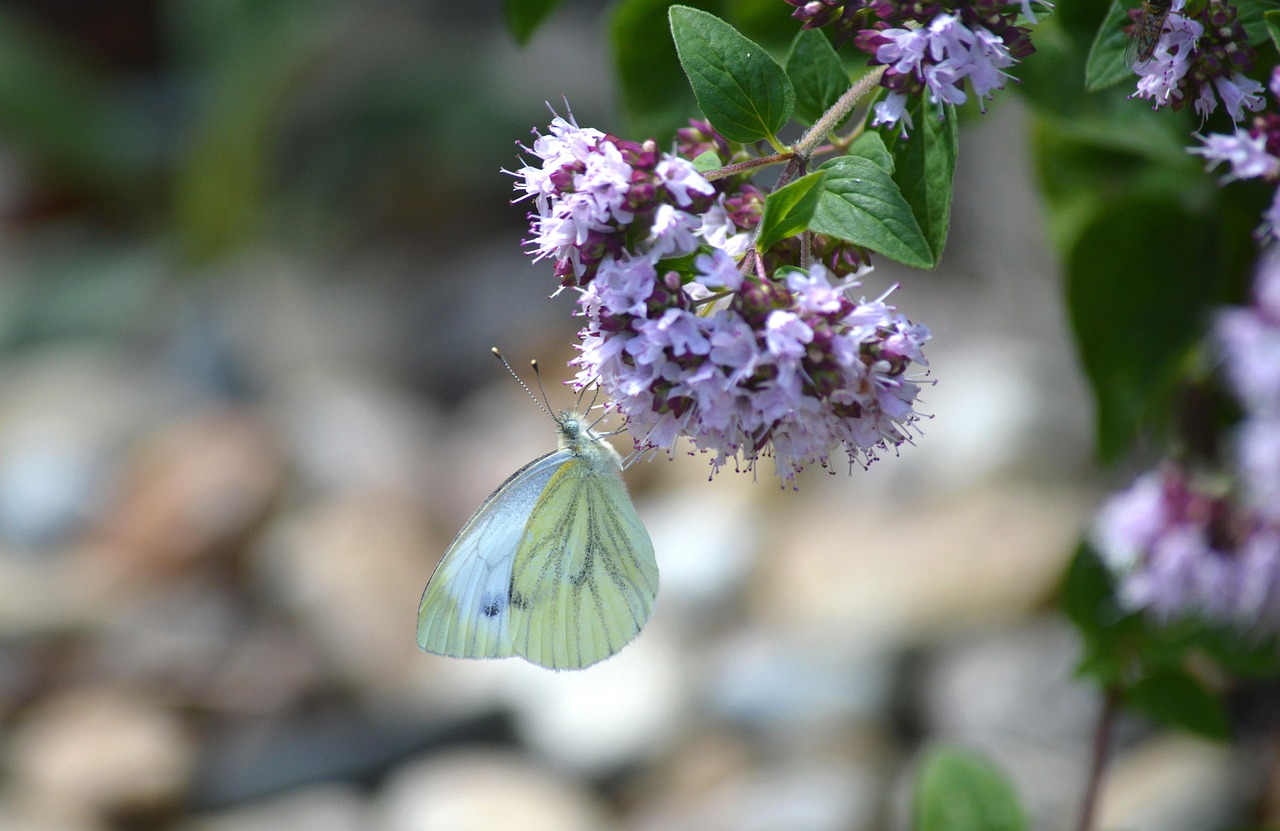 Pianta resistente al caldo che attira farfalle, ideale per giardini senza bisogno d'acqua.