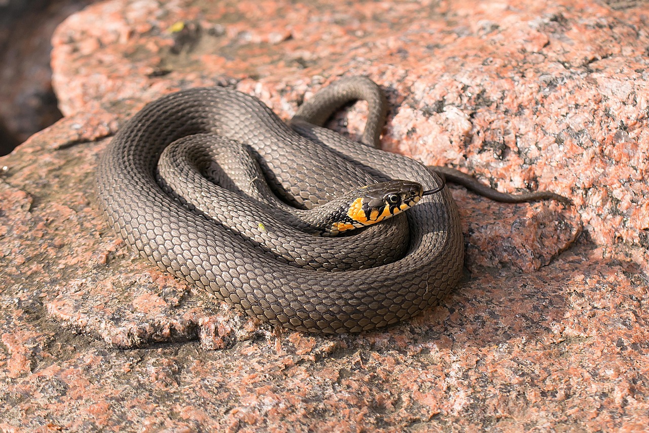 Vipera nel giardino, caratterizzata da pelle squamosa e segni distintivi, su sfondo verde.