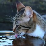 Gatto che beve da una ciotola con acqua fresca, evidenziando l'importanza dell'idratazione.