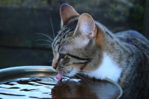Gatto che beve da una ciotola con acqua fresca, evidenziando l'importanza dell'idratazione.