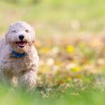 Cane felice che scodinzola nel parco, esprimendo gioia e vitalità.