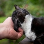 Gatto che mostra il suo comportamento di mordere durante un'accarezzatura.